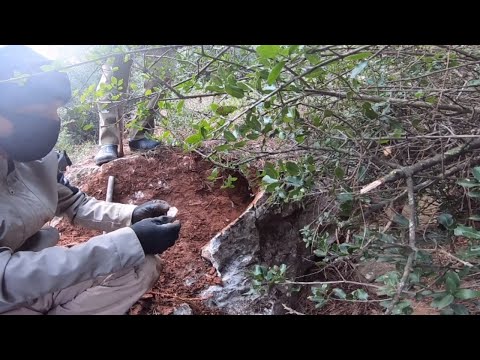 Kayının İçinden Define Parçaları Çıkıyor !!!