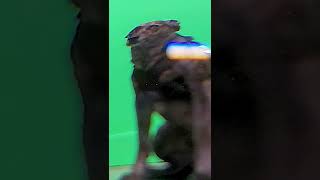 Every dog has two sides. #pets #cute #funny #meme #Shorts