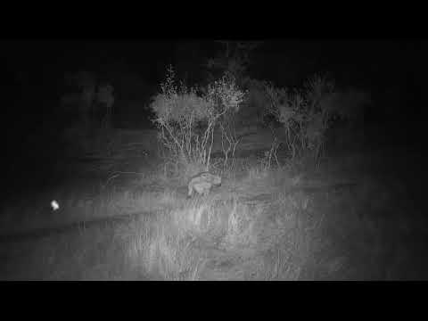 Djuma: Lone Hyena walking up the road - 19:05 - 09/24/20
