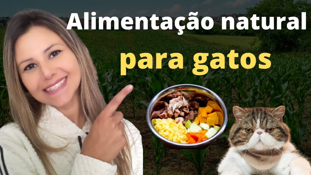 Alimentação natural para gato pode? Gato come alimentação natural balanceada?