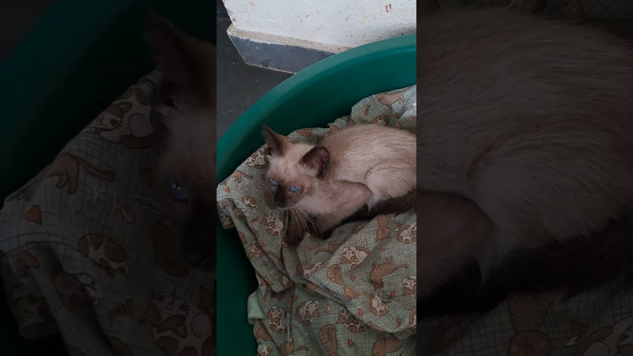 Gato raça SRD-ViraLata idade 2 a 6 meses nome Yago 