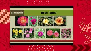 2025 HGW: Roses for Iowa