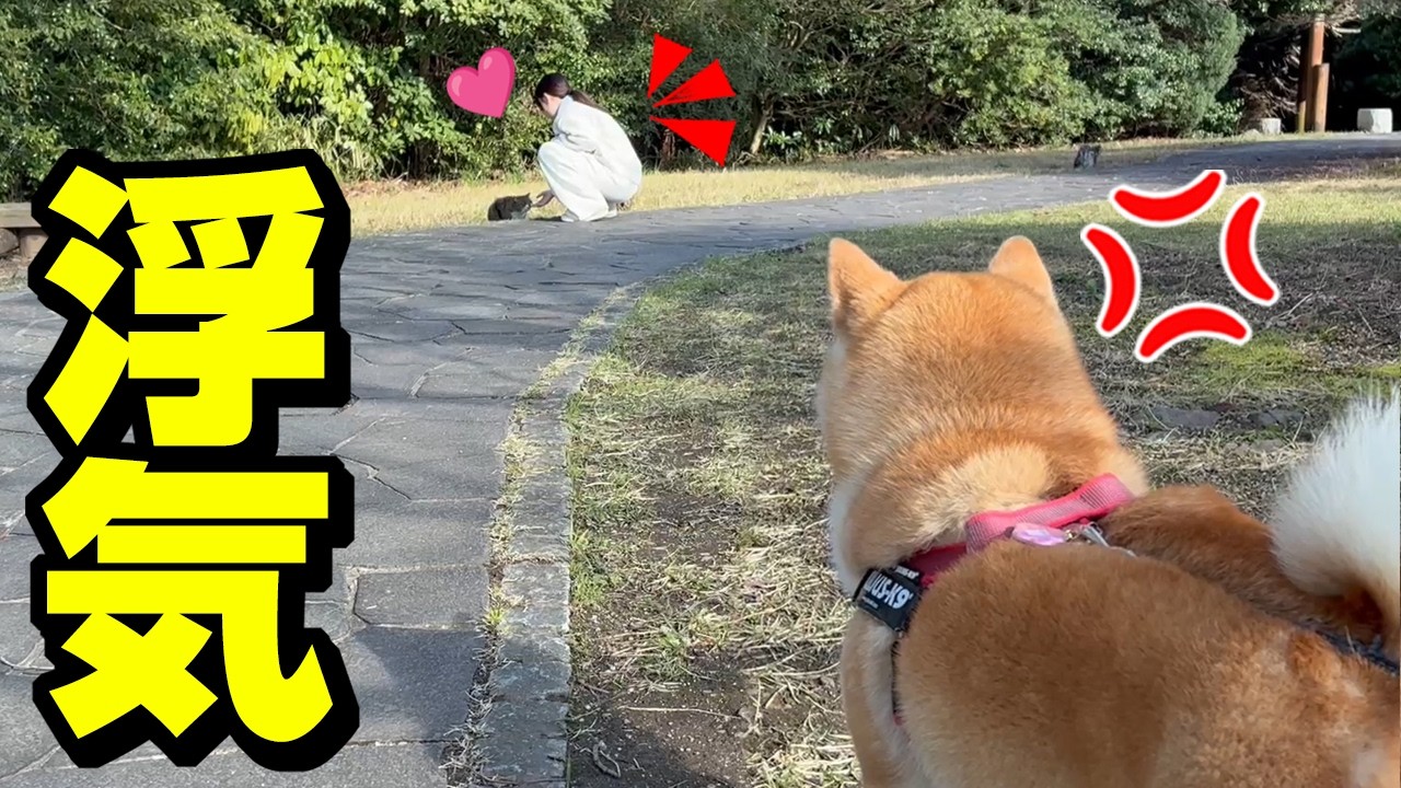 初めて娘の浮気現場を目撃してしまった柴犬姉妹…