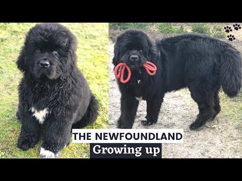 Newfoundland Puppy growing up 0-2 Years - Puppy to Adult time lapse video