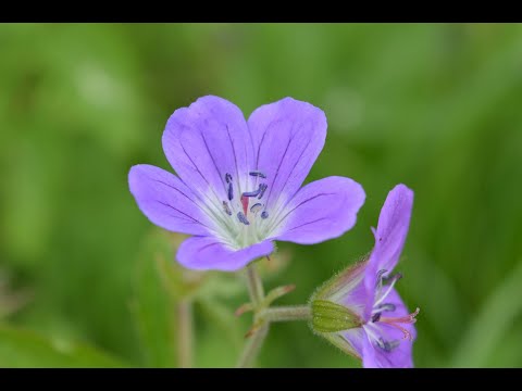 Oikeen aurinkoita torstai kahvi aamua