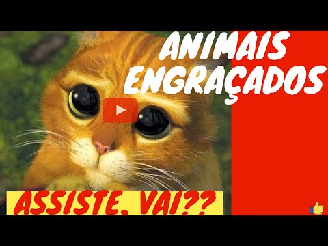 Vídeo de Animais  Engraçados 2021