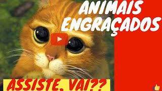 Vdeo de Animais  Engraados 2021