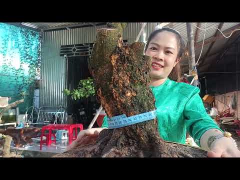 yến zalo 0373949039 ban cay mai xu bon sai vip