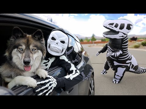 Skeleton & Kakoa Escape Giant T-Rex! POV Chase