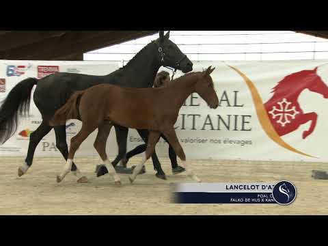 Lancelot d'Azur (FALKO DE HUS x KANNAN) colt
