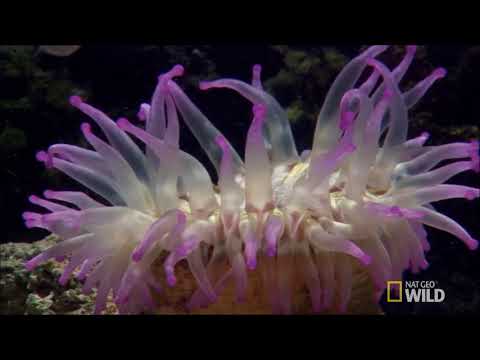 sea anemone kill fish