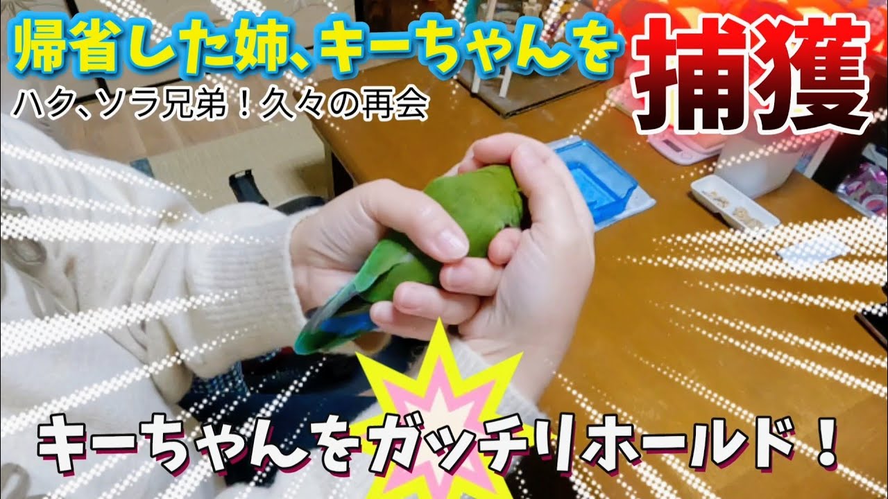 反抗期から思春期に…暴君オカメ､ソラくんが別鳥に成長！