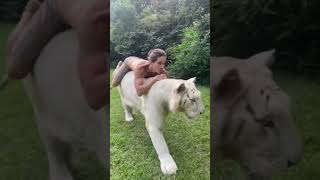 Download lagu ✌️ ❤️ 🐯 Kody Antle big white tiger #shorts mp3