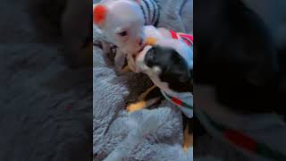 Bully Kutta Puppies Videos