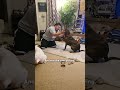 Watch This Foster Dog Learn How To “Dog” From Scratch | The Dodo