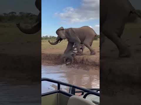 This Baby Elephant Wasn’t Alone