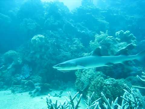 Shark Attack Best Snorkeling Great Barrier Reef.AVI