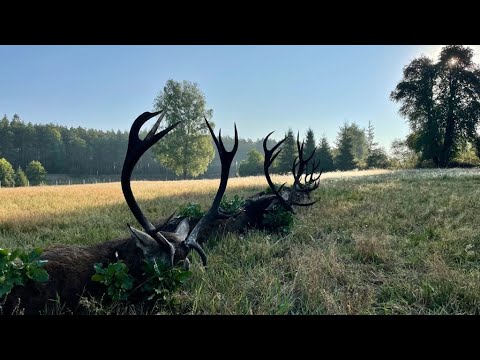 Traumhafte Jagdmomente in Pommern und Masuren