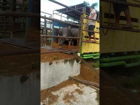 #shorts : Bongkar Kerbau di RPH