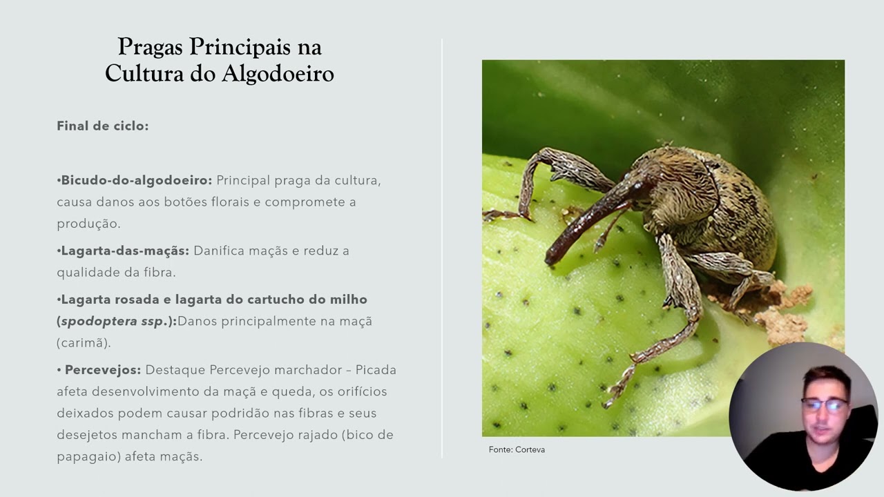 Manejo integrado de pragas no algodoeiro