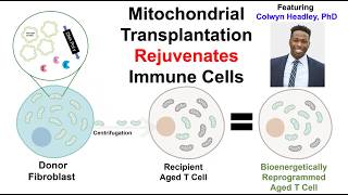 Mitochondrial Transplantation Rejuvenates Immune Cells