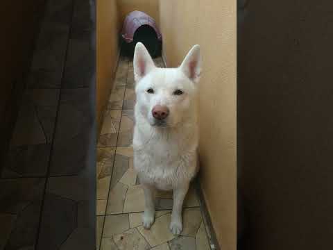 #mili #não quer #bricadeira #porque # está #ivocada # porque # tomou #banho