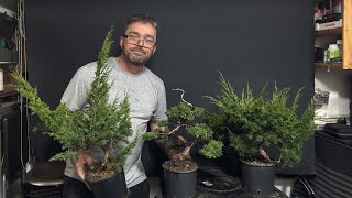 Juniper Bonsai Trees - From The Trophy 2025 (Part 2)