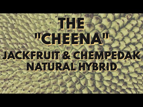 How to grow Cheena - Jackfruit x Chempedak Natural Hybrid - Jackedak