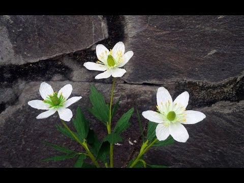 How To Make Anemone Nemorosa Paper Flower From Crepe Paper - Craft Tutorial