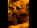 Me Tickling Buddy S Toy While He Was Playing With