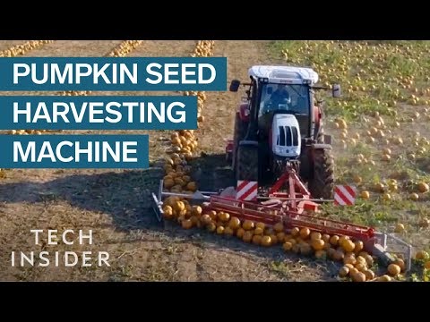 How pumpkin seeds are harvested