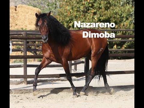Nazareno Dimoba - Septiembre de 2018