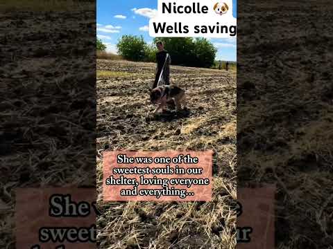 For any help consider donating link in bio to save a stray life in Los Angeles #rescuedog