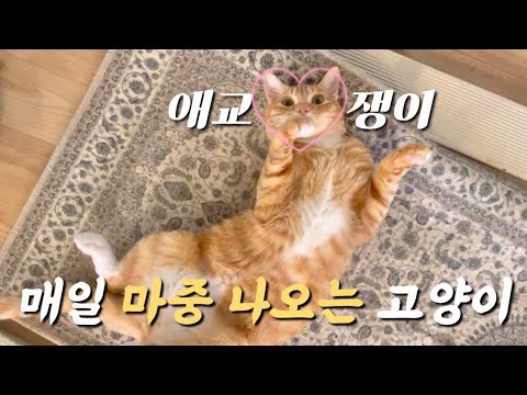 필라테스 센터에 사는 냥이들의 일상 브이로그