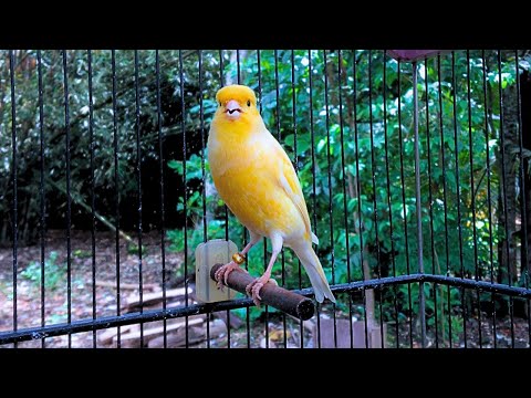 Impossible If Your Canary Does Not Immediately Sing! Belgian Canary Training
