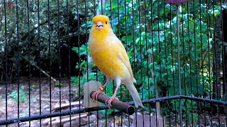 Download lagu Mustahil Jika Burung Kenari Anda Tidak Langsung Bernyanyi! Pelatihan Burung Kenari Belgia mp3 Download lagu Mustahil Jika Burung Kenari Anda Tidak Langsung Bernyanyi! Pelatihan Burung Kenari Belgia mp3