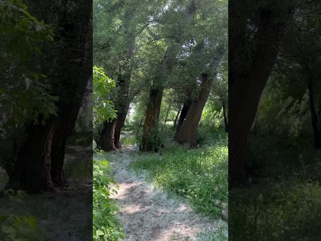 Vídeo relacionado con ASDCXZ Fondo de Bosque Encantado 2,2x1,5m, Cuento de Hadas Bosque Mágico Fantasía País de las Maravillas Hongo Mariposa Bosque Selva Fotografía Telón de Fondo Niña Princesa Fiesta de Cumpleaños Banner