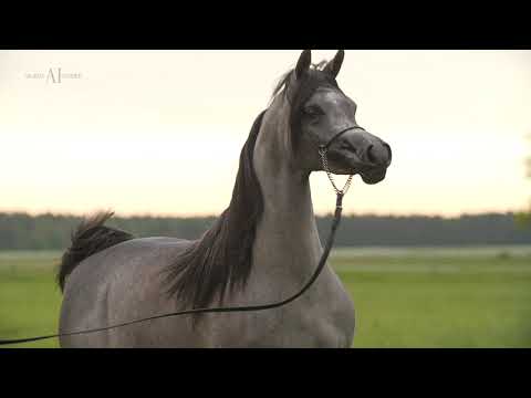 PRIDE OF POLAND 2021 LOT 3. EL MADERA (Morion x El Medonia/Shanghai EA)