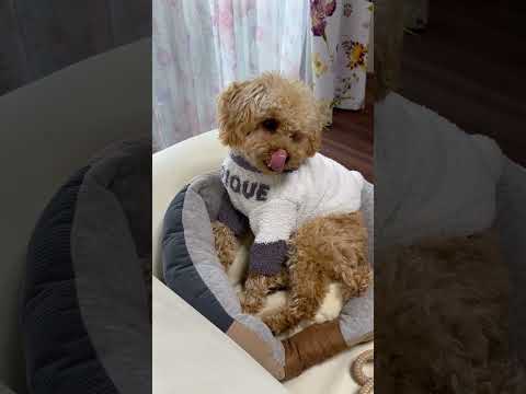経営学科 あざと可愛いトイプードル8ヶ月 #toypoodle #puppy #トイプードル