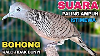 Download lagu Perkutut Lokal Gacor Suara Besar Pancingan Burung Perkutut Agar Cepat Bunyi. mp3 Download lagu Perkutut Lokal Gacor Suara Besar Pancingan Burung Perkutut Agar Cepat Bunyi. mp3