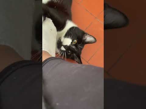 Vídeo de Nicky