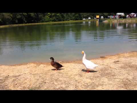 Goose Reviews Ringworm - GWAR B-Q 2015