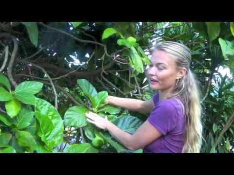 Noni, Magical Medicinal Fruit