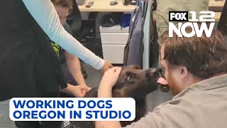 LIVE: Working Dogs Oregon trains, provides K9s to police departments