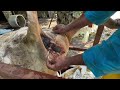 Uterine Prolapse In Dairy Cow Treated By SaddamVet Surgery Almajhali