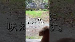 一緒に遊ぼう..って言ってるの？ #shorts #カニンヘンダックス #犬のいる暮らし #古民家