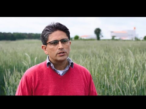 Mutterkornabwehr mit PollenPlus®-Hybridroggen