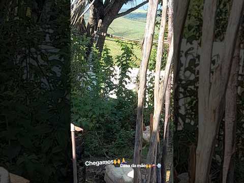 interior de Alagoas passo de camaragibe povoado bom despacho #gratidão #caminhoparaumavidamelhor