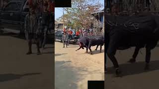 Funny Indian style lion dance elephant dance