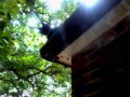 Tuxedo Cat On The Roof
